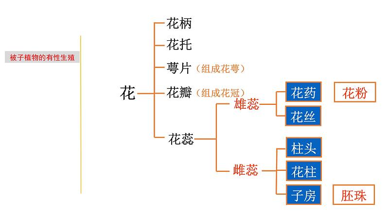 1.4 植物生殖方式的多样性-七年级科学下册知识点讲解与规律总结（浙教版）(PPT)04