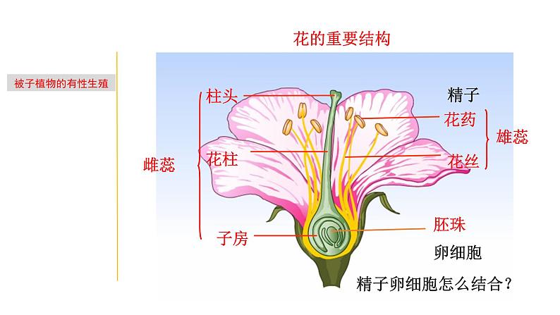 1.4 植物生殖方式的多样性-七年级科学下册知识点讲解与规律总结（浙教版）(PPT)05