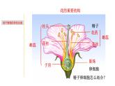 1.4 植物生殖方式的多样性-七年级科学下册知识点讲解与规律总结（浙教版）(PPT)