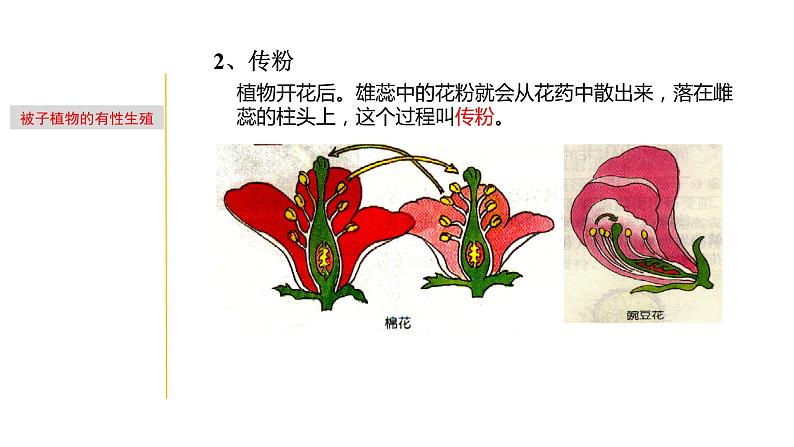 1.4 植物生殖方式的多样性-七年级科学下册知识点讲解与规律总结（浙教版）(PPT)06