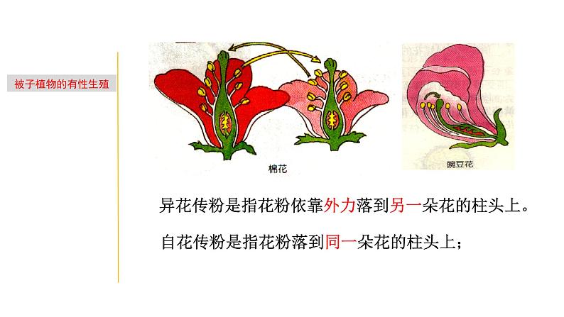 1.4 植物生殖方式的多样性-七年级科学下册知识点讲解与规律总结（浙教版）(PPT)07