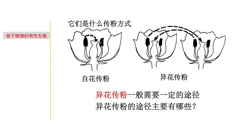 1.4 植物生殖方式的多样性-七年级科学下册知识点讲解与规律总结（浙教版）(PPT)08