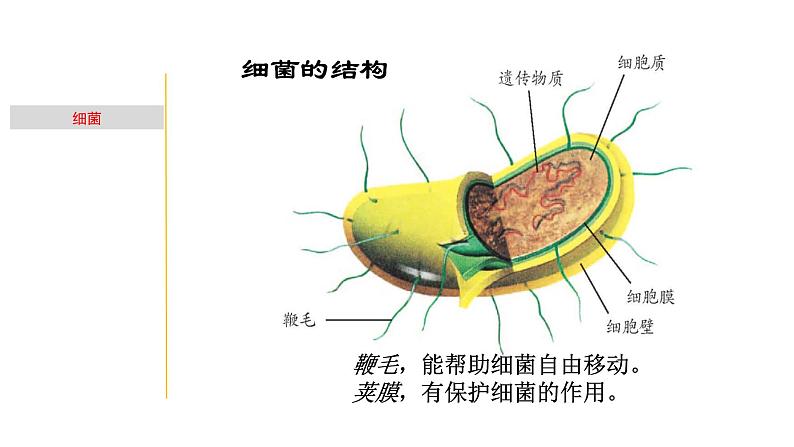 1.5 细菌和真菌的繁殖-七年级科学下册知识点讲解与规律总结（浙教版）(PPT)06