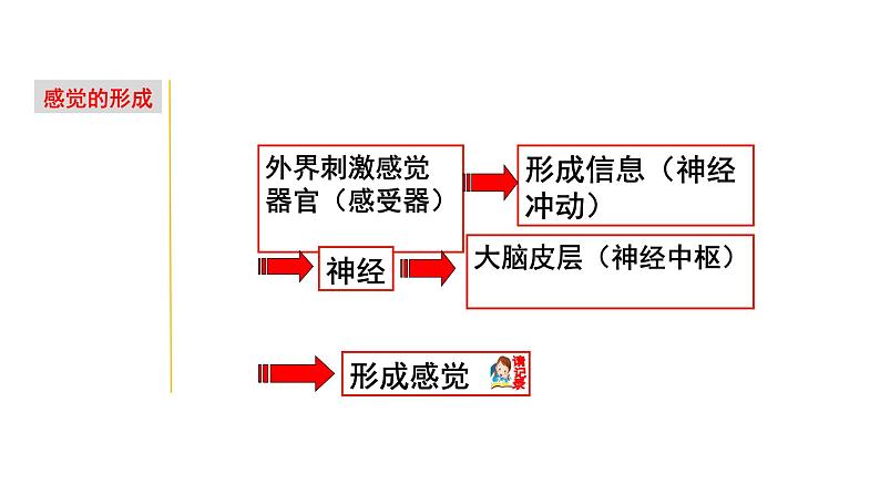 2.1 感觉世界&声音的产生和传播-七年级科学下册知识点讲解与规律总结（浙教版）(PPT)03