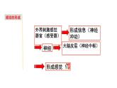 2.1 感觉世界&声音的产生和传播-七年级科学下册知识点讲解与规律总结（浙教版）(PPT)