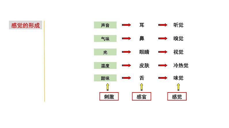 2.1 感觉世界&声音的产生和传播-七年级科学下册知识点讲解与规律总结（浙教版）(PPT)04