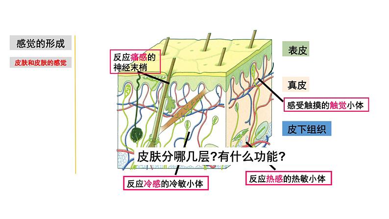 2.1 感觉世界&声音的产生和传播-七年级科学下册知识点讲解与规律总结（浙教版）(PPT)05