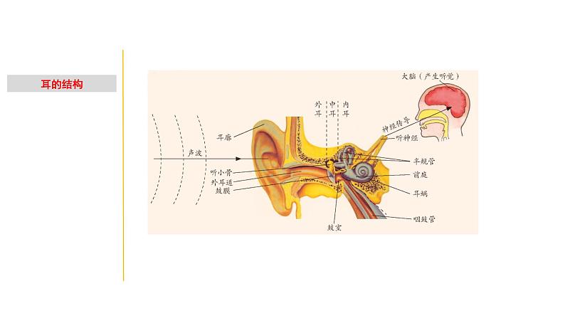 2.2 耳和听觉-七年级科学下册知识点讲解与规律总结（浙教版）(PPT)第2页