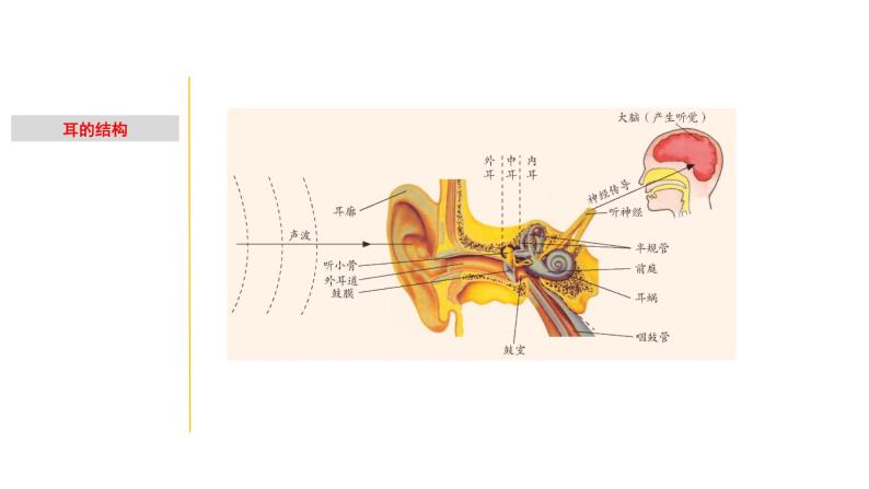 2.2 耳和听觉-七年级科学下册知识点讲解与规律总结（浙教版）(PPT)02