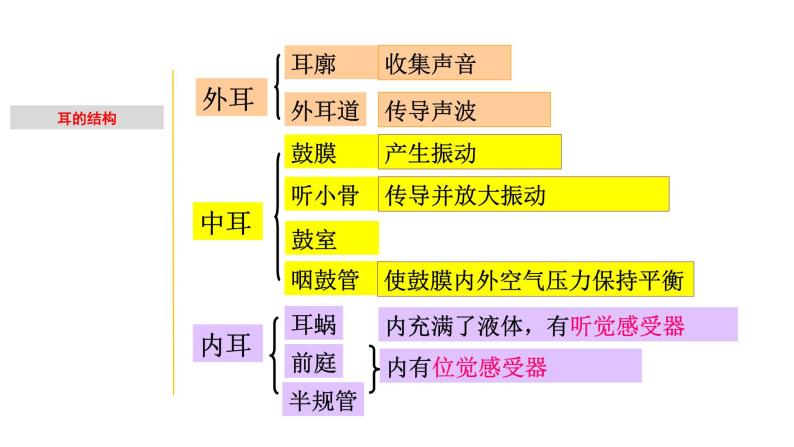 2.2 耳和听觉-七年级科学下册知识点讲解与规律总结（浙教版）(PPT)03