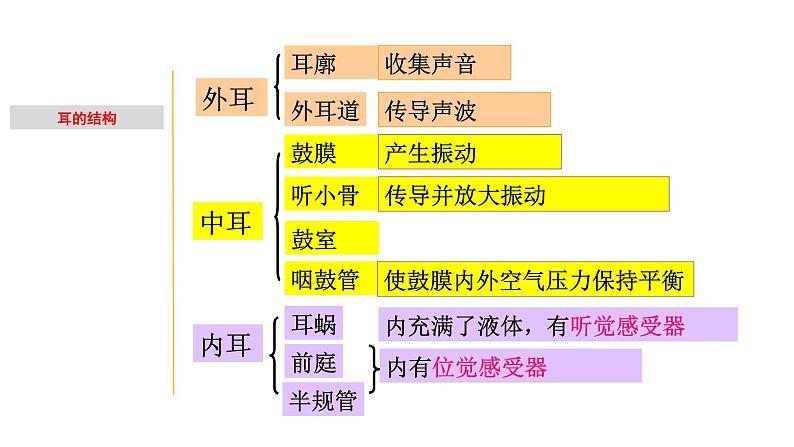 2.2 耳和听觉-七年级科学下册知识点讲解与规律总结（浙教版）(PPT)第3页