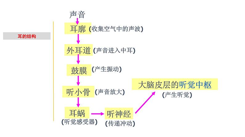 2.2 耳和听觉-七年级科学下册知识点讲解与规律总结（浙教版）(PPT)第4页