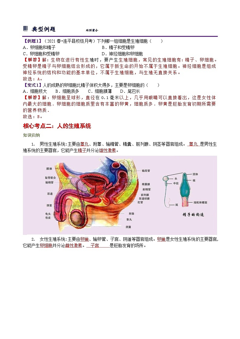 浙教版七下1.1 新生命的诞生 学案（知识精讲+典型例题+巩固训练）02