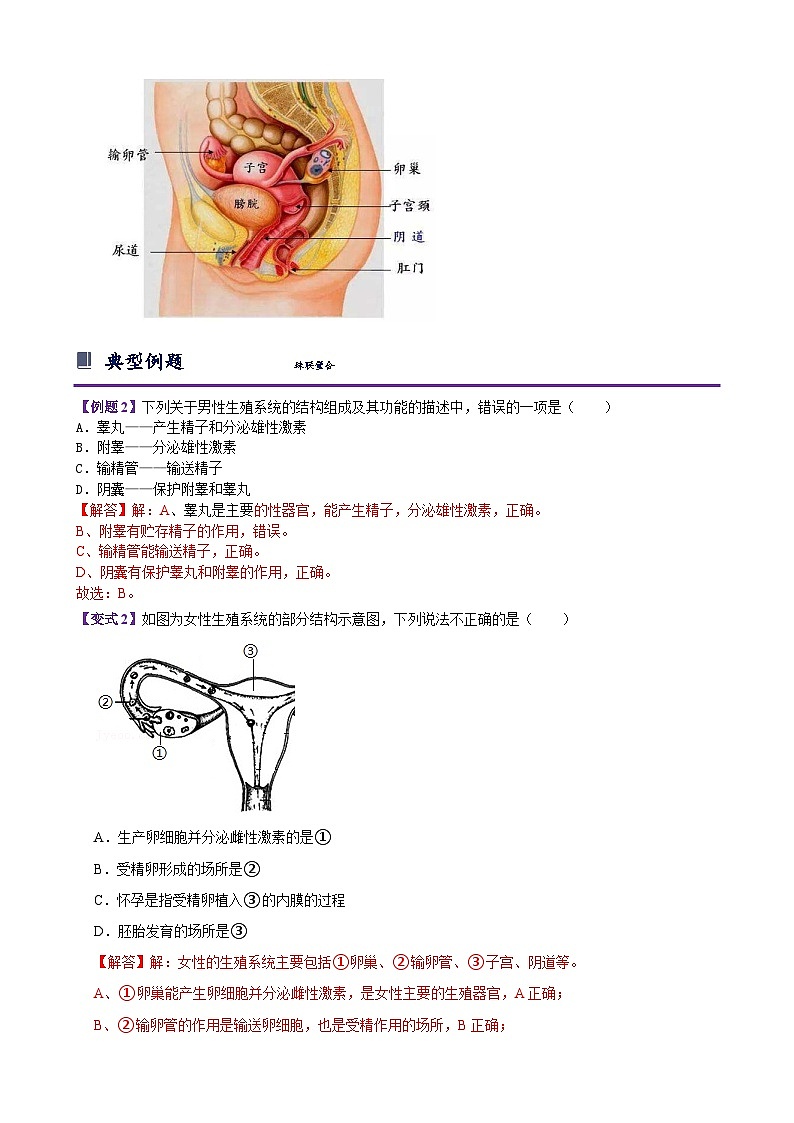 浙教版七下1.1 新生命的诞生 学案（知识精讲+典型例题+巩固训练）03