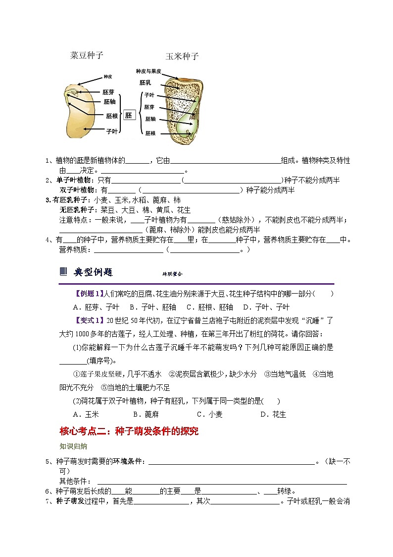浙教版七下1.4 植物的一生 学案（知识精讲+典型例题+巩固训练）02