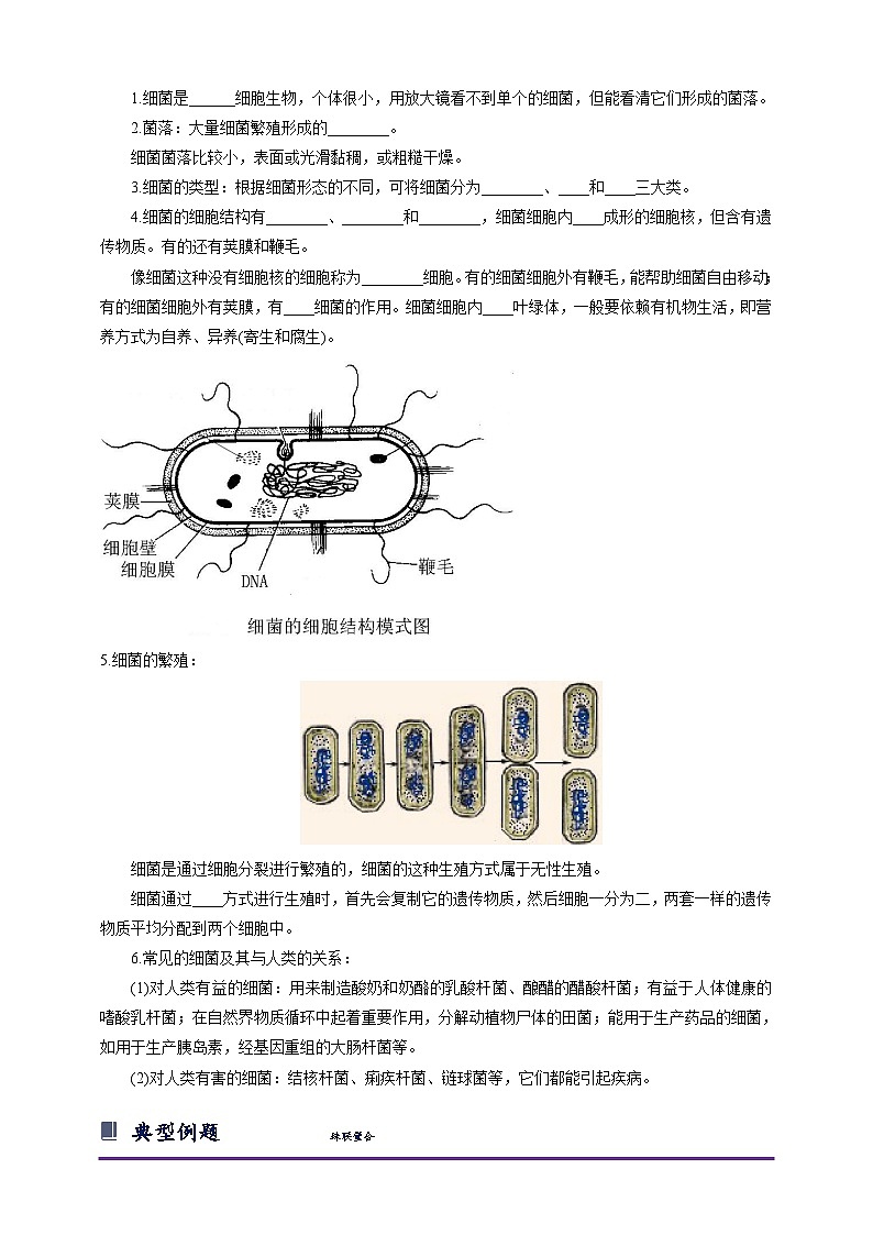 浙教版七下1.6 细菌和真菌的繁殖 学案（知识精讲+典型例题+巩固训练）02