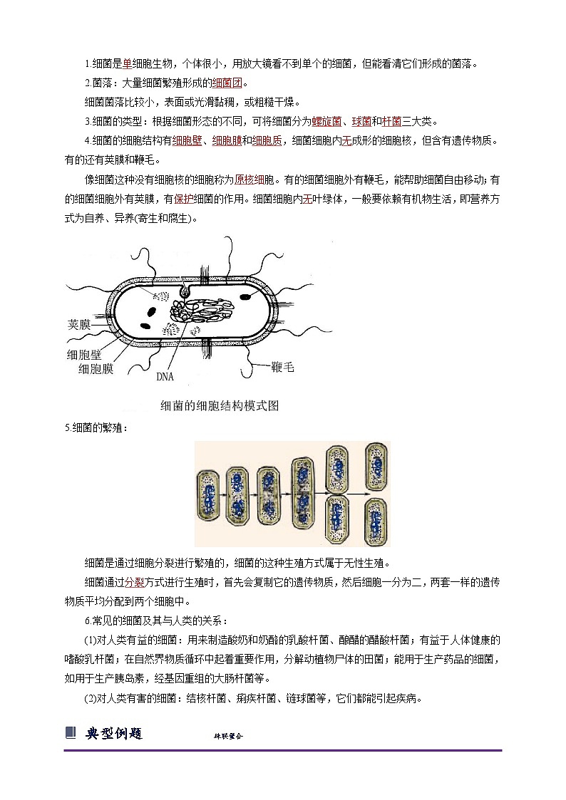浙教版七下1.6 细菌和真菌的繁殖 学案（知识精讲+典型例题+巩固训练）02