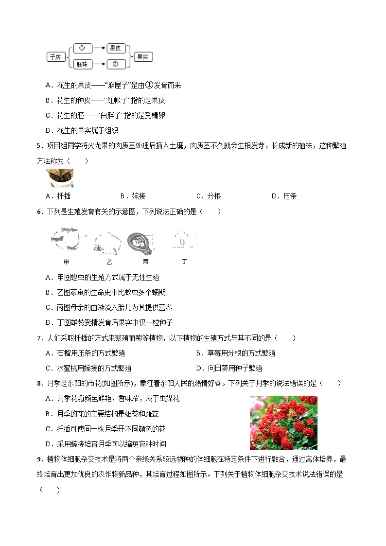 1.5植物生殖方式的多样性 同步练习（带知识点）浙教版七年级下册科学第3页