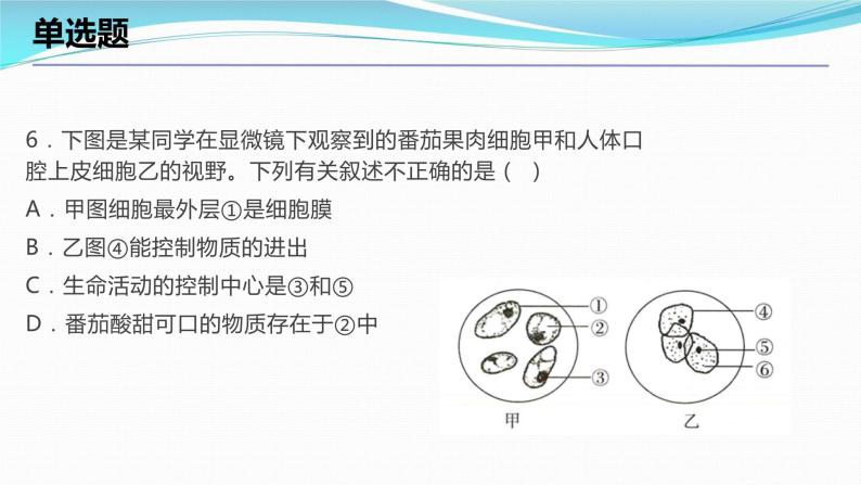 2.2细胞考点练习课件-2023-2024学年浙教版七年级上册科学08