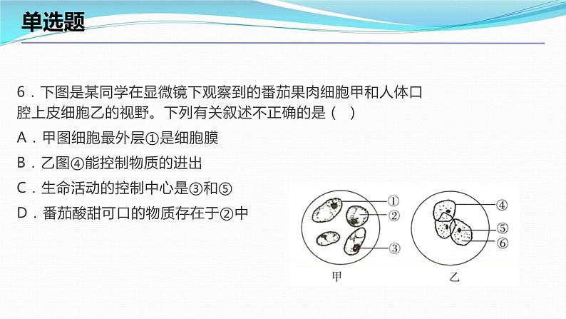 2.2细胞考点练习课件-2023-2024学年浙教版七年级上册科学08