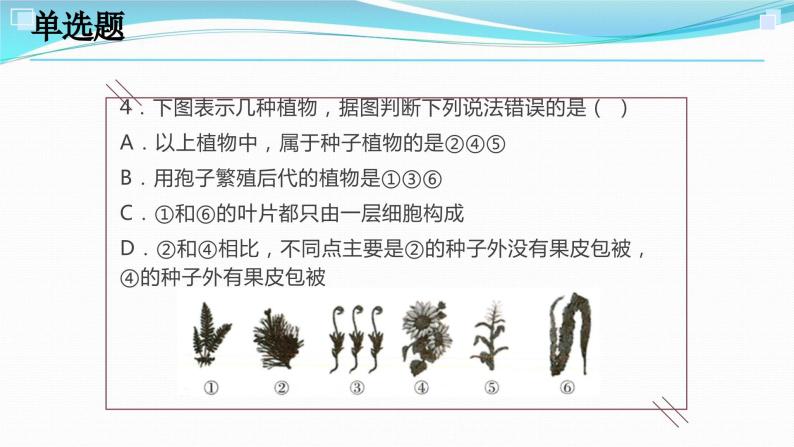 2.5常见的植物考点练习-浙教版科学七年级上册课件PPT06