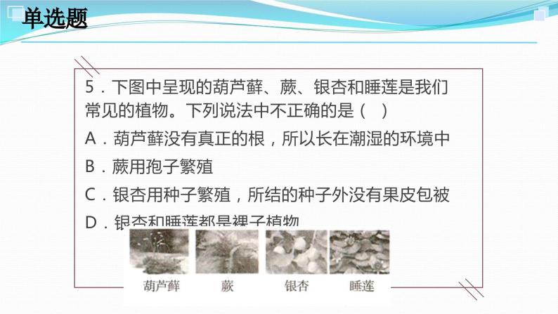 2.5常见的植物考点练习-浙教版科学七年级上册课件PPT08