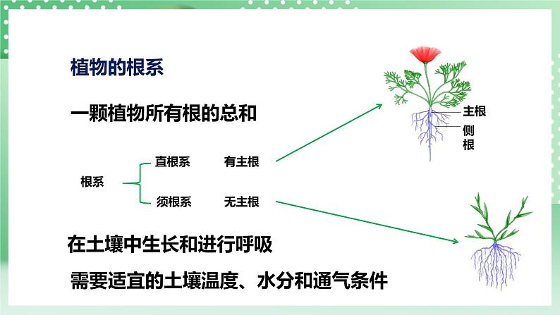 华师大版科学七年级下册4.2《土壤与植物》课件05