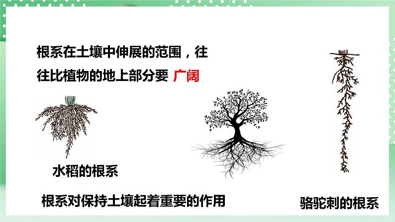 华师大版科学七年级下册4.2《土壤与植物》课件06