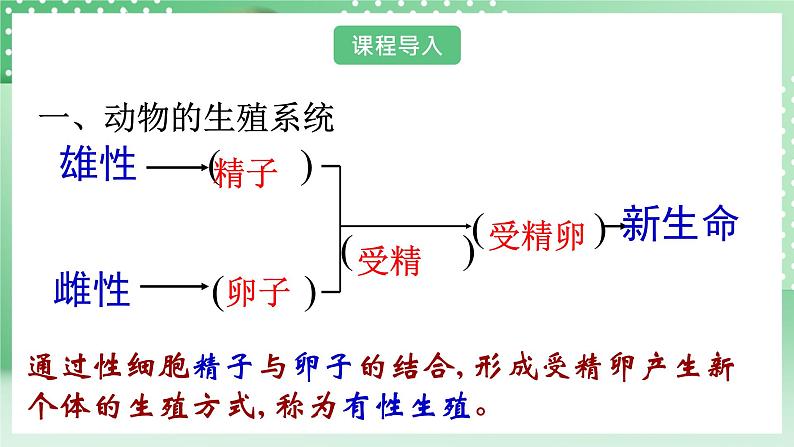 华师大版科学七年级下册6.1《动物的生殖与发育》课件03