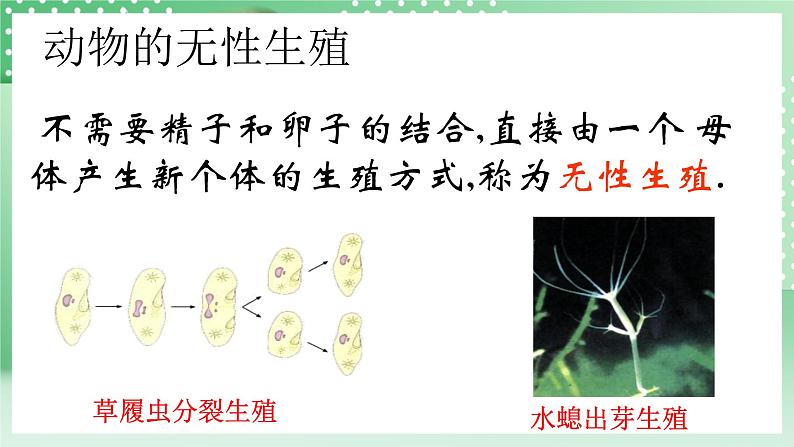 华师大版科学七年级下册6.1《动物的生殖与发育》课件04