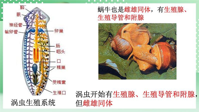 华师大版科学七年级下册6.1《动物的生殖与发育》课件08