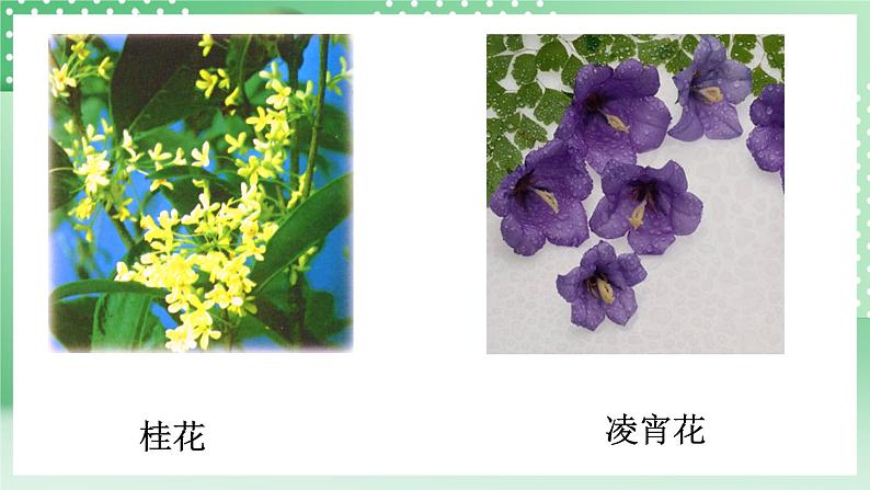 华师大版科学七年级下册7.1《绿色开花植物的有性生殖和发育》课件04