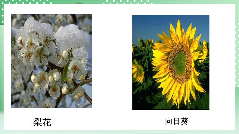 华师大版科学七年级下册7.1《绿色开花植物的有性生殖和发育》课件05