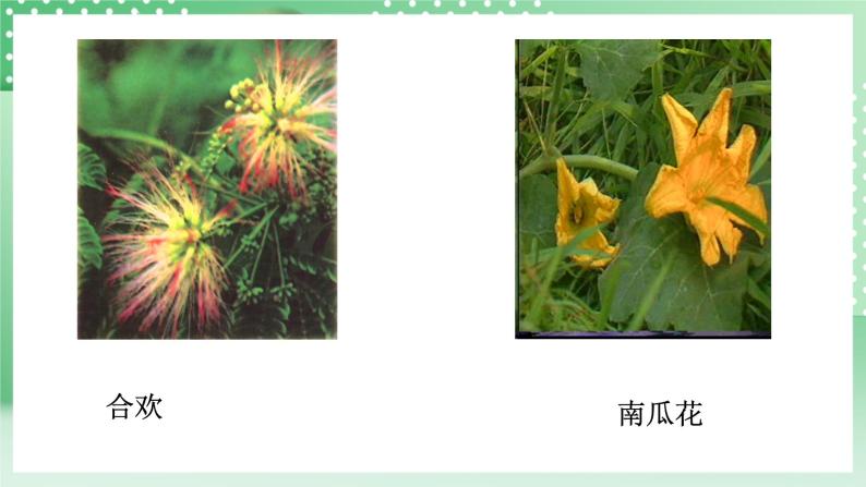 华师大版科学七年级下册7.1《绿色开花植物的有性生殖和发育》课件08