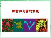 华师大版科学七年级下册7.4《细菌和真菌的繁殖》课件+视频