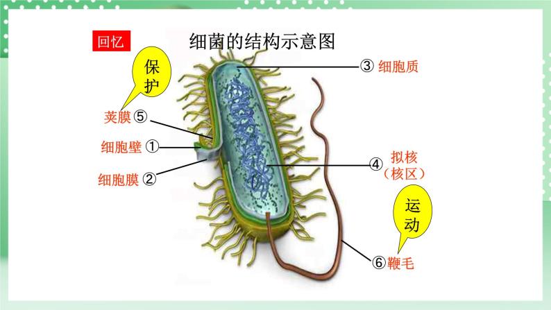 华师大版科学七年级下册7.4《细菌和真菌的繁殖》课件+视频08