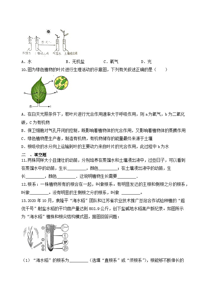 4.3植物的根与物质吸收 同步练习 浙教版八年级下册科学第2页