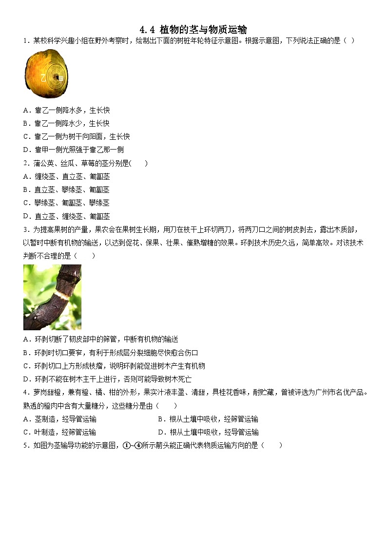 4.4 植物的茎与物质运输练习—浙教版科学八年级下册第1页