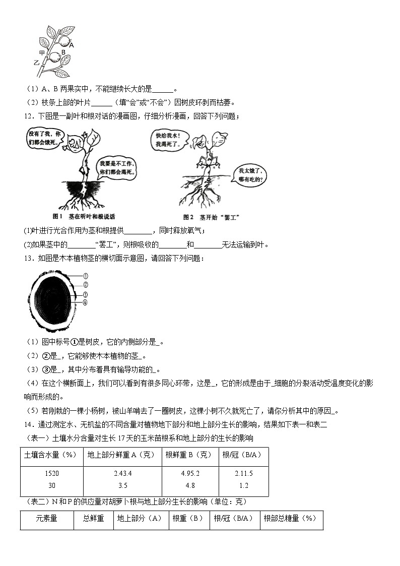 4.4 植物的茎与物质运输练习—浙教版科学八年级下册第3页