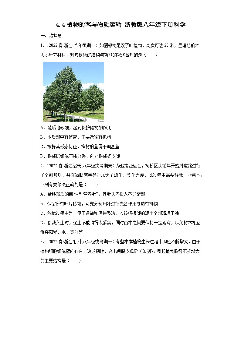 4.4植物的茎与物质运输 练习【期末复习】   浙教版科学八年级下册01