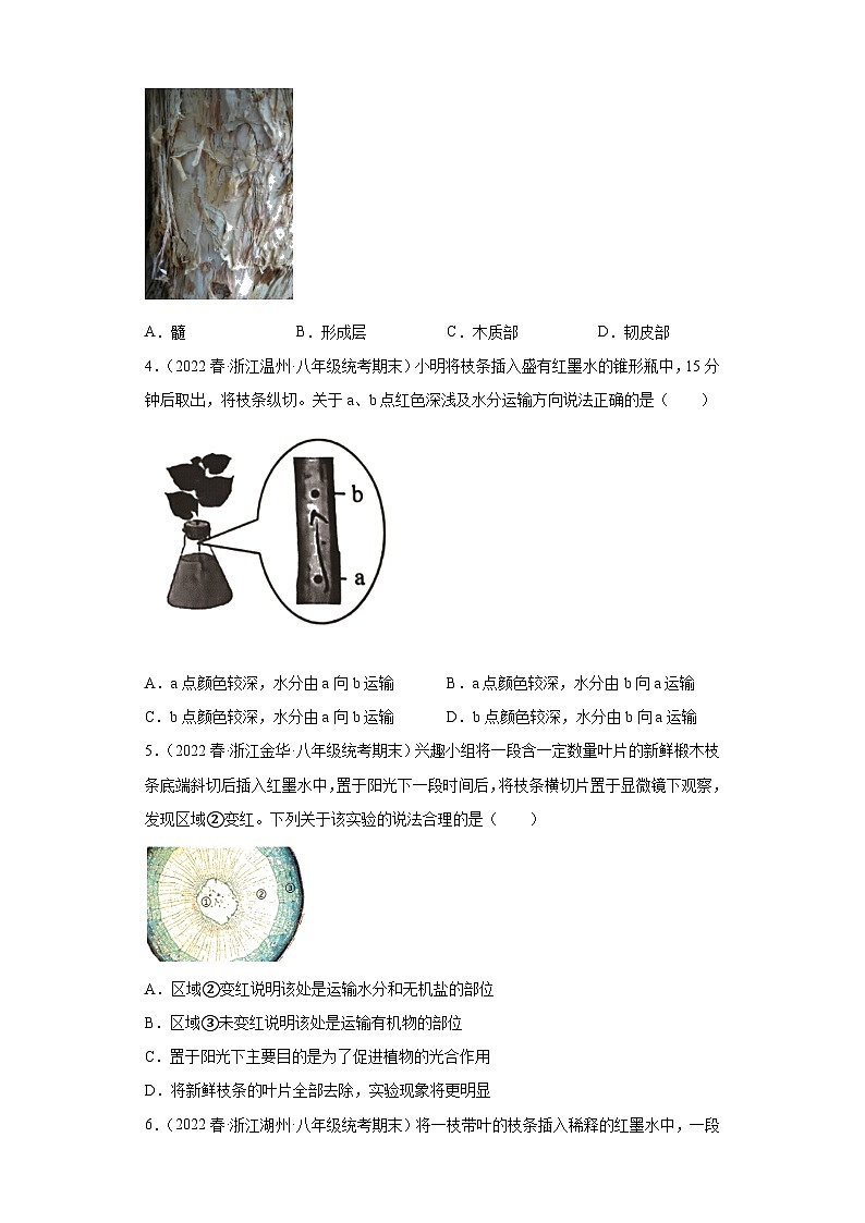 4.4植物的茎与物质运输 练习【期末复习】   浙教版科学八年级下册02