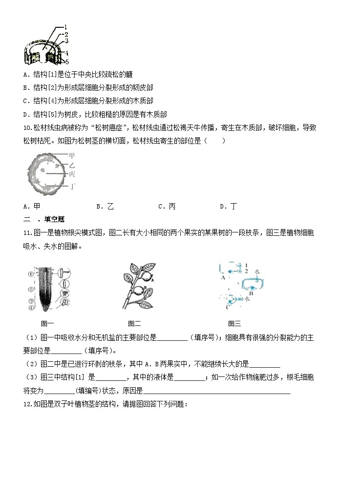 4.4植物的茎与物质运输 同步练习  浙教版八年级下册科学02
