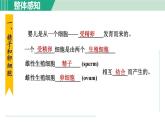 浙教版七年级科学下册课件 1.1 新生命的诞生 第1课时