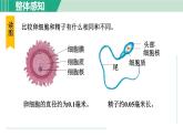 浙教版七年级科学下册课件 1.1 新生命的诞生 第1课时