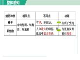 浙教版七年级科学下册课件 1.1 新生命的诞生 第1课时