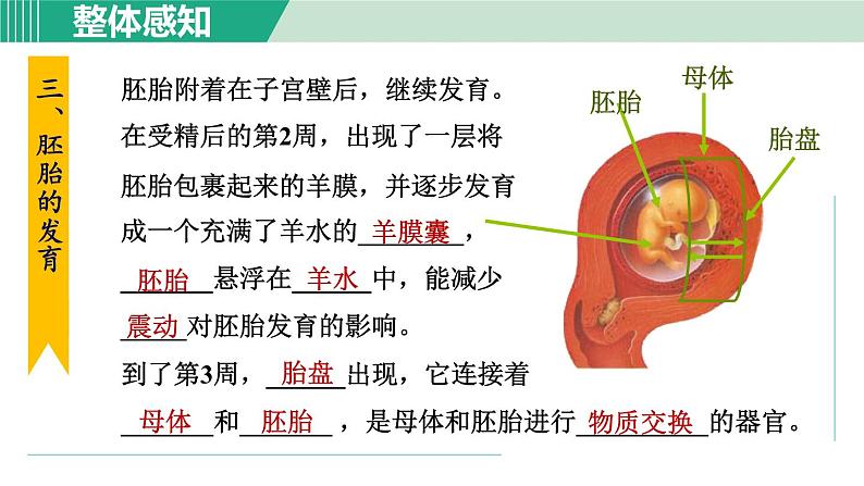 浙教版七年级科学下册课件 1.1 新生命的诞生 第2课时第2页