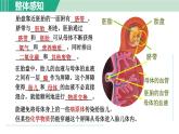 浙教版七年级科学下册课件 1.1 新生命的诞生 第2课时