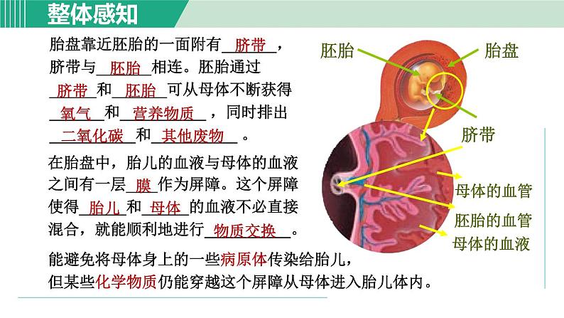 浙教版七年级科学下册课件 1.1 新生命的诞生 第2课时第3页