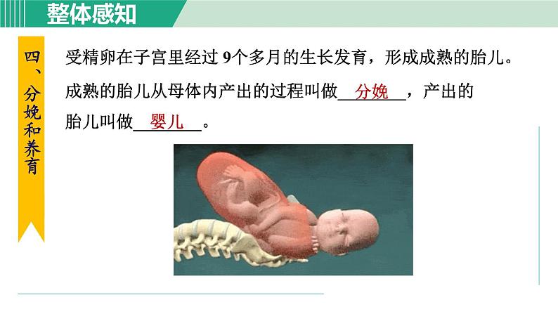 浙教版七年级科学下册课件 1.1 新生命的诞生 第2课时第6页