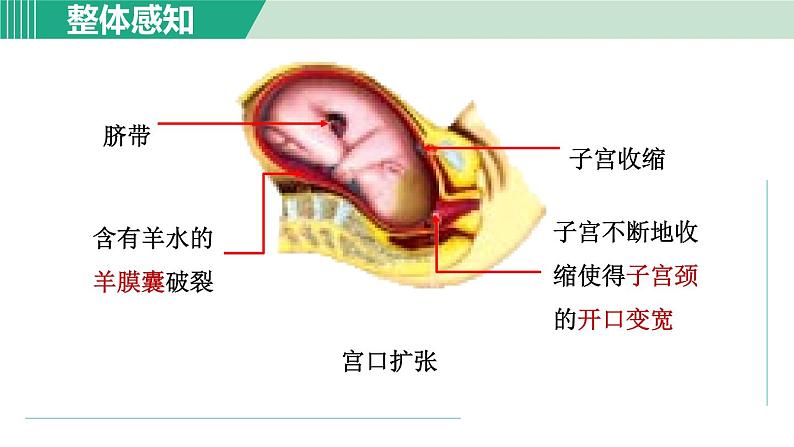 浙教版七年级科学下册课件 1.1 新生命的诞生 第2课时第7页